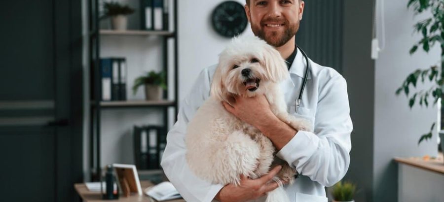Assurance Animaux